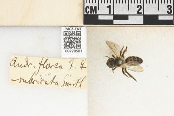 Media type: image;   Entomology 770581 Aspect: Labels
